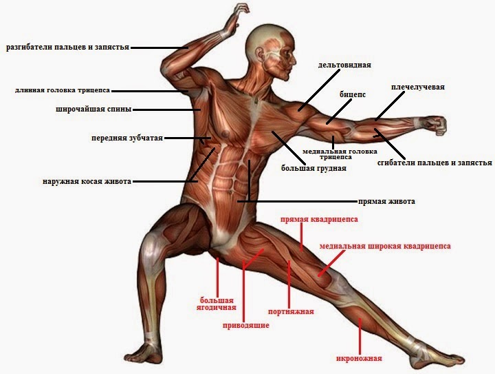 Мышцы человека схема с названиями для спорта