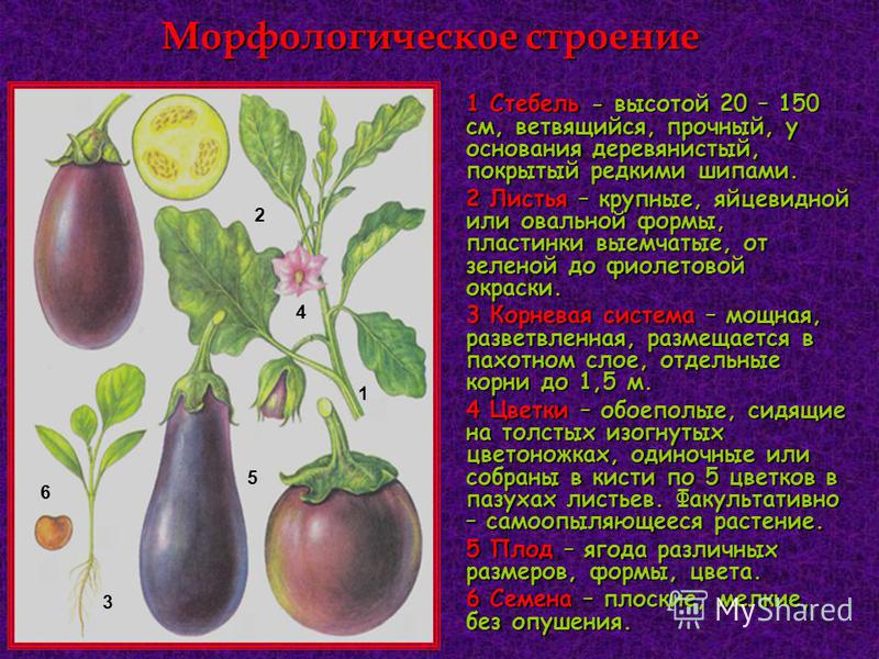 Баклажан это ягода или фрукт. Баклажан (паслён темноплодный). Строение плода баклажана. Сообщение о баклажане. Баклажан строение растения.