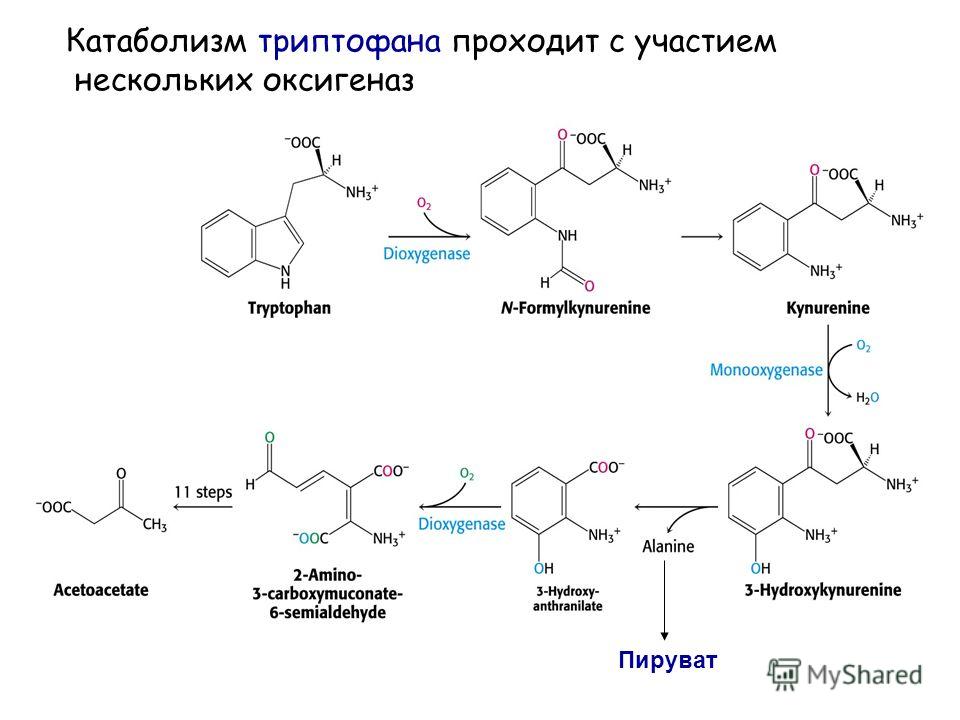 Триптофан в еде