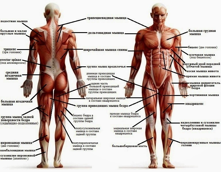 Части тела мышцы. Строение мышц человека схема. Строение мышц человека сзади. Мышцы вид спереди и сзади с подписями. Основные мышцы туловища анатомия.