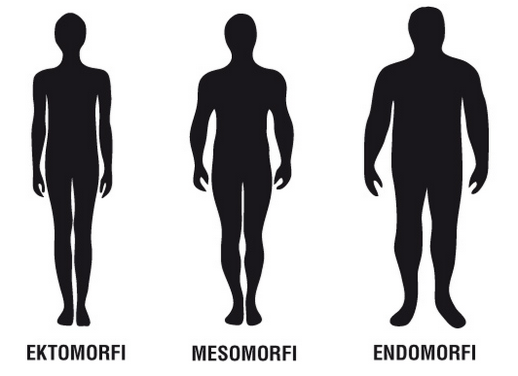 Фигура человека название. Типы телосложения. Тип телосложения эктоморф. Эктоморф мезоморф и эндоморф. Крупное Телосложение.