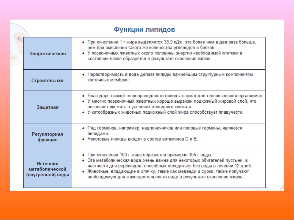 Белки липиды функции. Функции белков и жиров. Белки жиры углеводы функции.