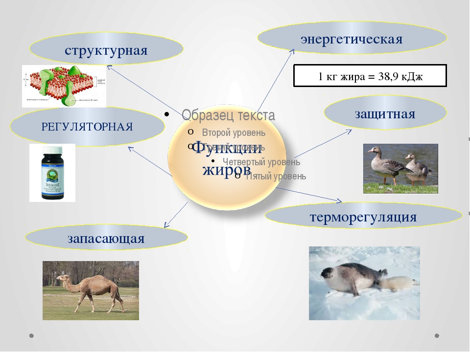 Положительные функции выполняет жир. Функции жиров биология. Функции жиров таблица. Функции жиров картинки. Структурная функция жиров пример.