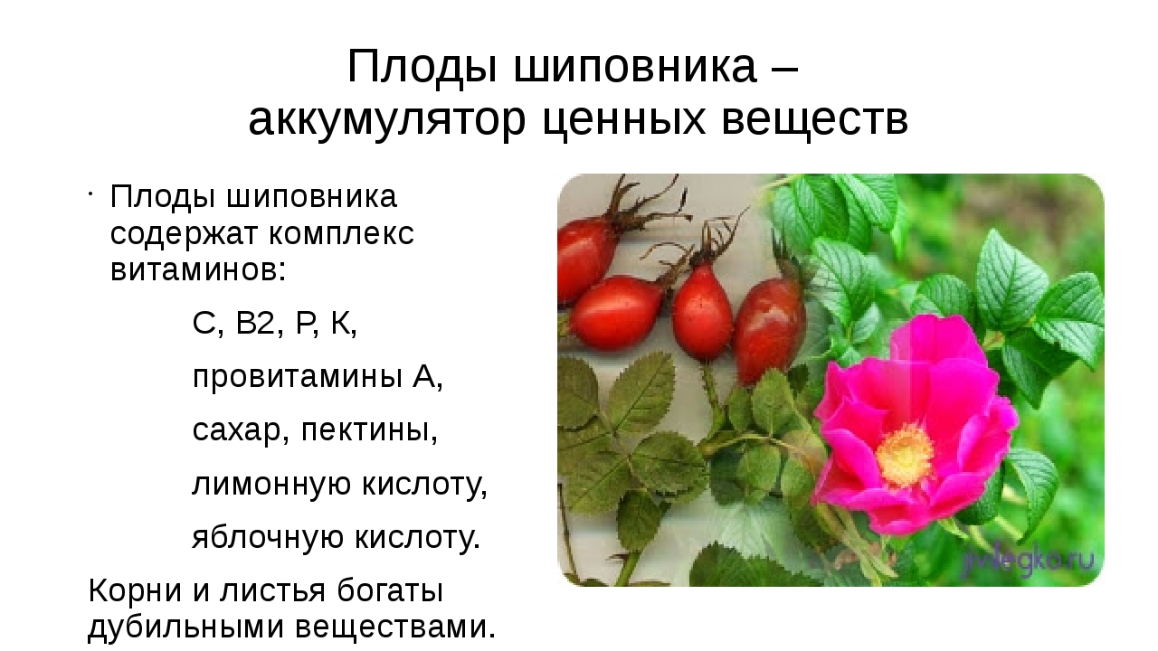 Шиповник полезные свойства. Полезное растение шиповник. Характеристика плода шиповника. Шиповник характеристика растения.