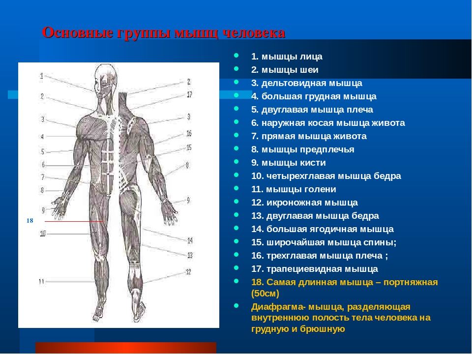 Укажи какая мышца на рисунке отмечена цифрой 3