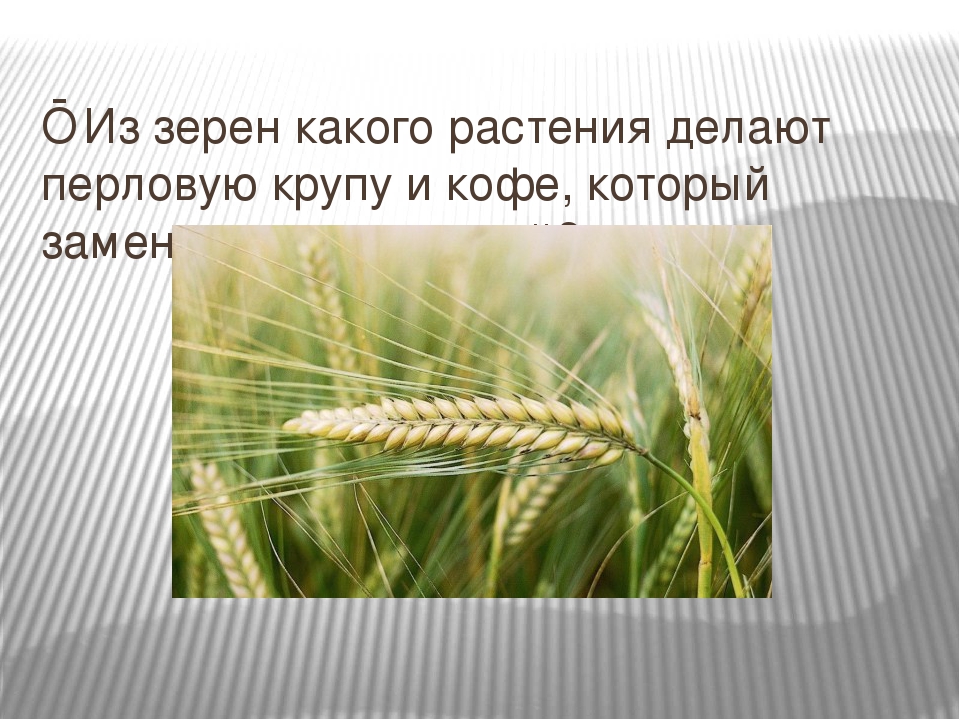 Перловка из какого зерна. Из какого растения перловая. Перловка растение. Перловая крупа растение. Из какого растения делают перловую крупу.