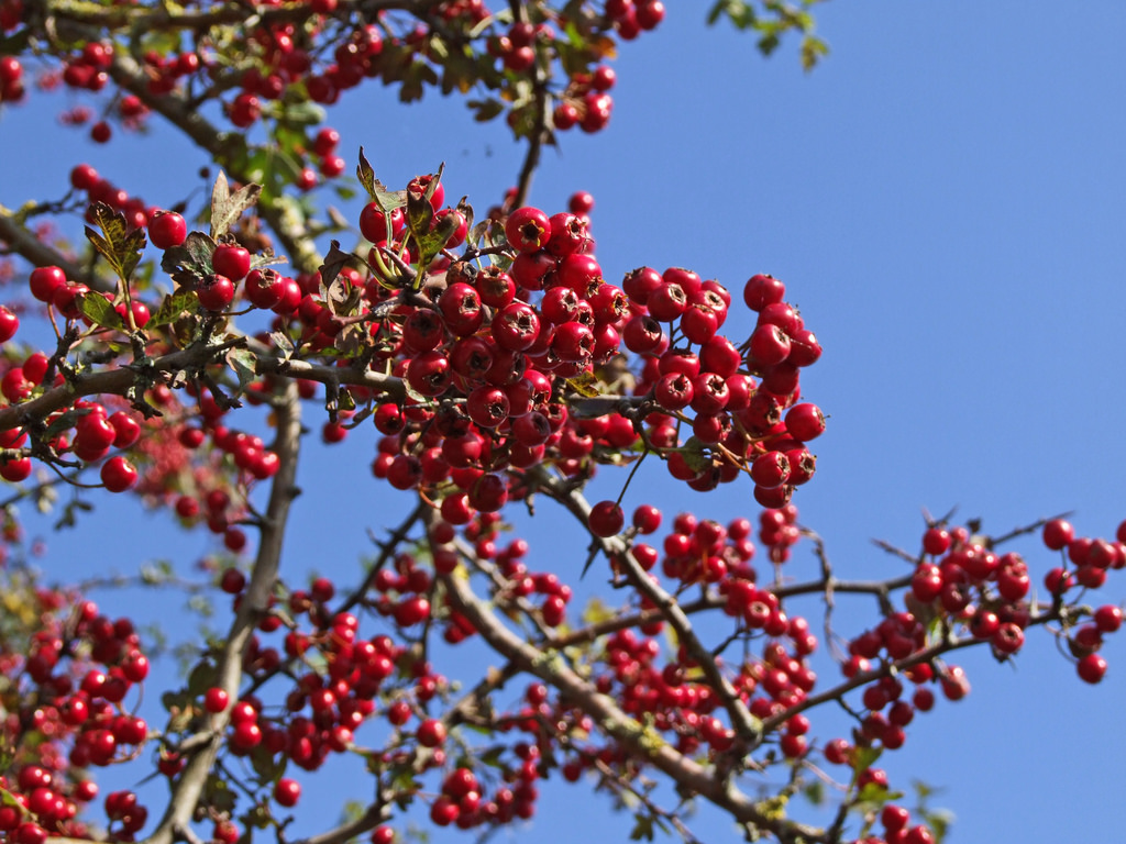 Боярышник красный. Боярышник кроваво-красный (Crataegus sanguinea Pall.). Боярышник Сибирский куст. Боярышник Сибирский кустарник. Боярышник однопестичный колючки.