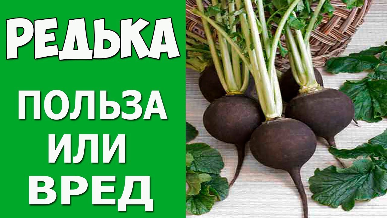 Редька польза. Редька польза и вред для здоровья. Чем полезна редька. Редька черная полезные свойства. Полезна для организма черная редька.