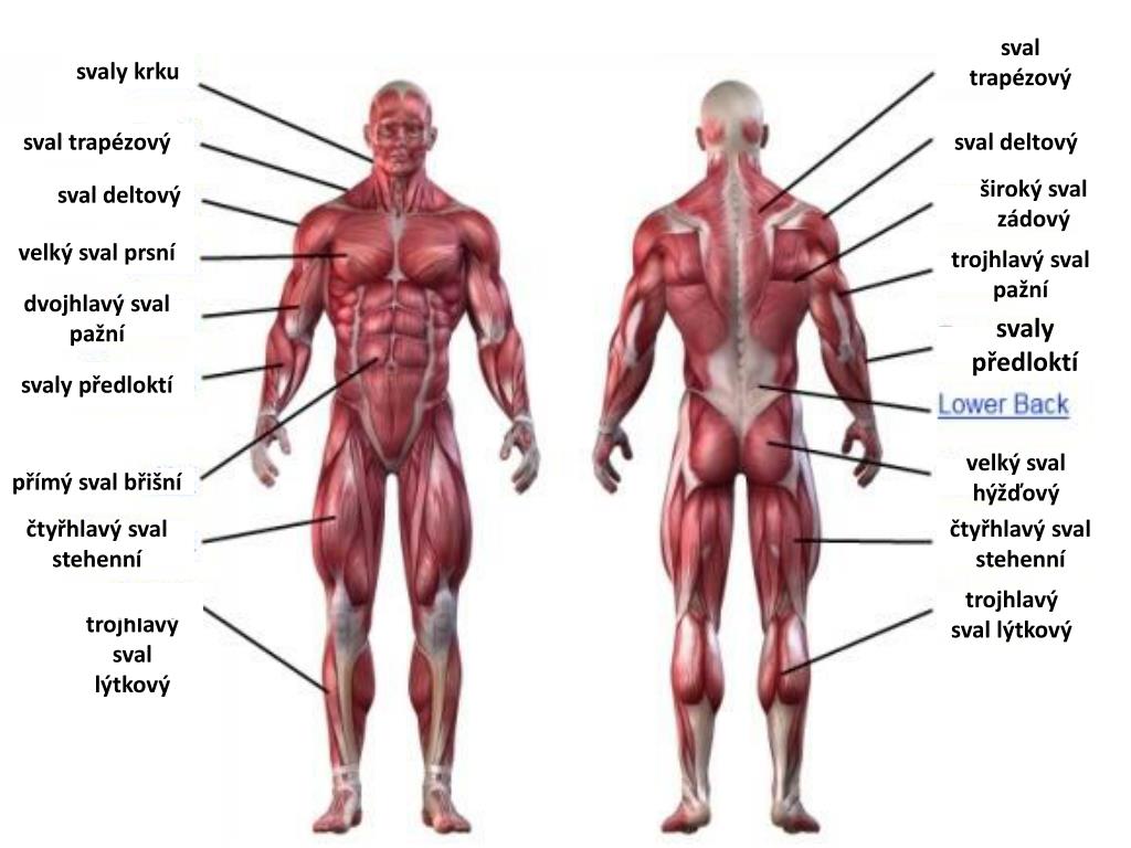 Human на русском языке. Мышцы человека. Мышцы тела схема. Мускулатура человека. Строение групп мышц.