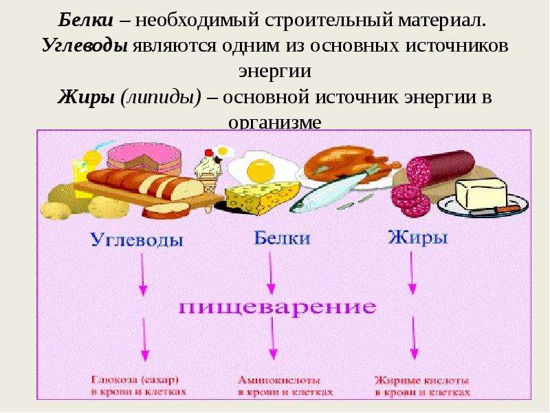 Функции пищи презентация