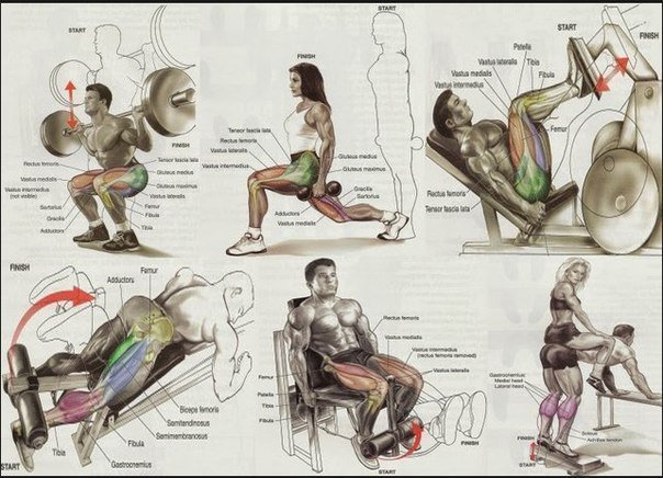 Комплекс упражнений в тренажерном зале на ноги: Тренировка мышц ног на ...