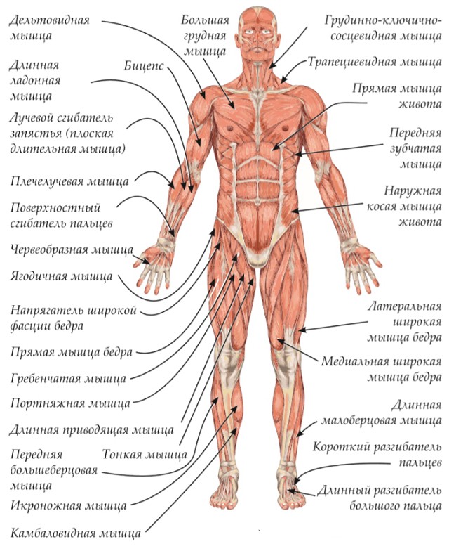 Мышцы человека анатомия картинки с надписями