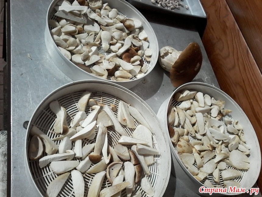 Нужно мыть грибы. Нарезка грибов для сушки. Сушка белых грибов в духовке с конвекцией. Как порезать грибы для сушки. Грибы в микроволновке.