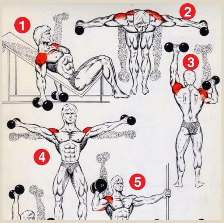 Домашние упражнения на плечи для мужчин. Упражнения с гантелями в домашних условиях. Тренировка дельтовидных мышц. Упражнения для плечей. Упражнения на плечи.