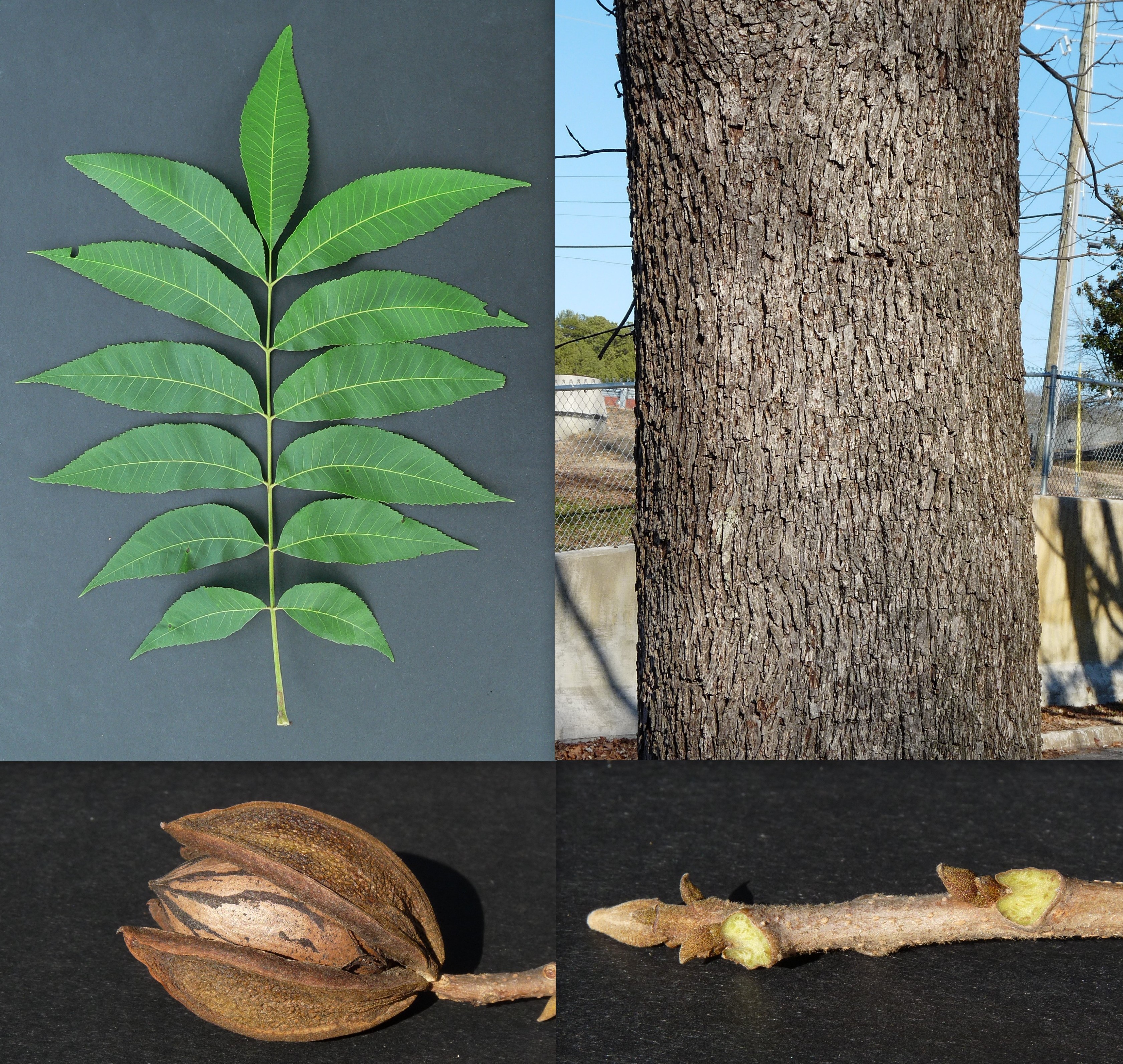 Саженец пекана. Кария пекан. Орех Северный пекан дерево. (Carya illinoensis). Кария пекан дерево.